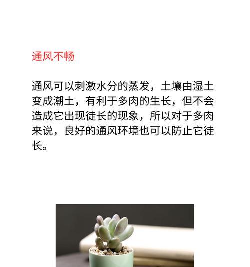 多肉植物（探寻多肉植物为何长得饱满丰盈）