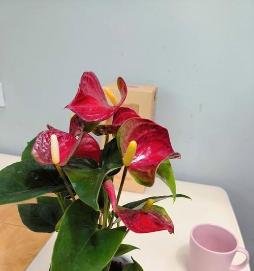 解决粉掌叶子全枯萎问题的方法（保护植物健康的关键措施）