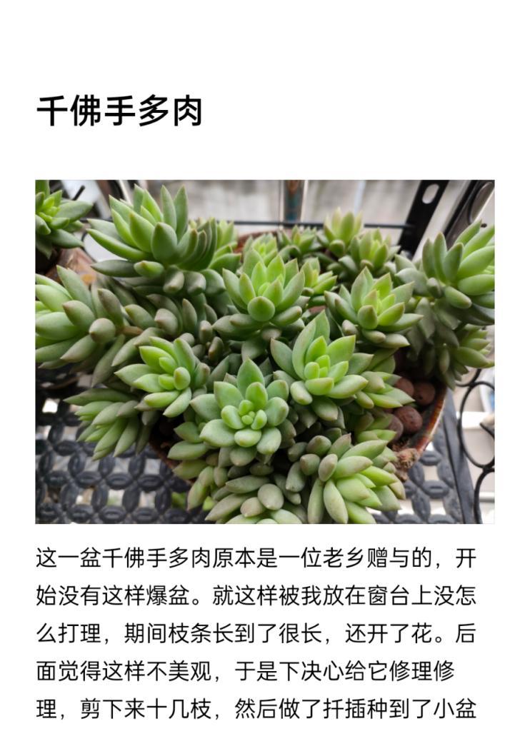 肉肉植物千佛手繁殖指南（了解肉肉植物千佛手的繁殖技巧和方法）