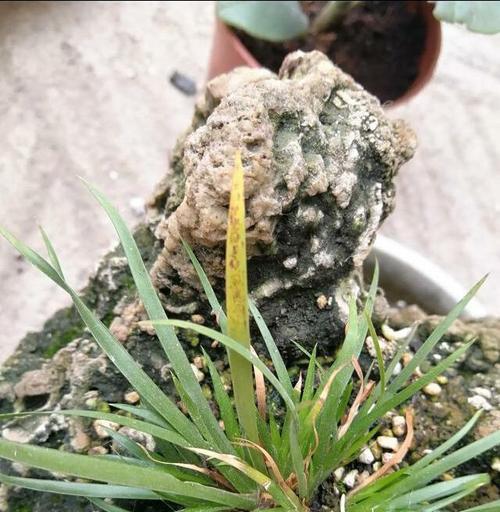 如何处理菖蒲叶子发黄干了的问题（解决菖蒲叶子发黄干枯的有效方法）