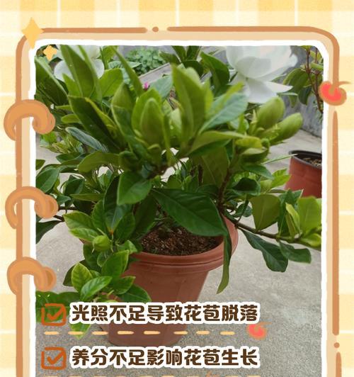 栀子花只发芽不开花，是怎么回事？（栀子花的开花问题分析及解决方法）