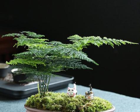 文竹造型的艺术之美（以文竹为素材创作的独特造型艺术）