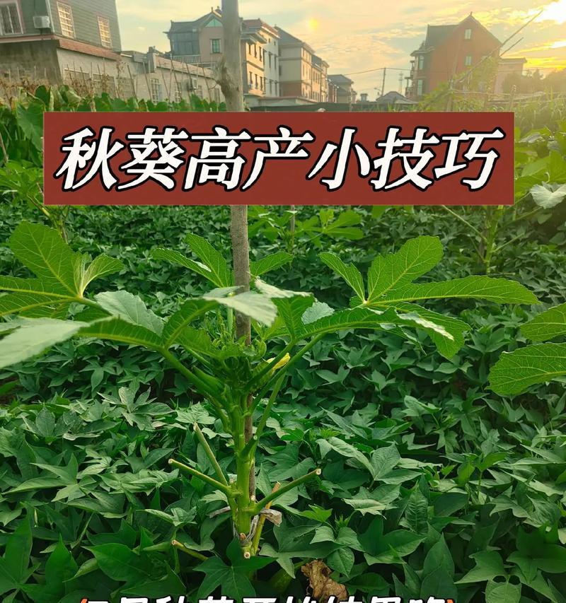 如何选择适合种植秋葵的月份？（秋葵种植季节和关键因素探究）