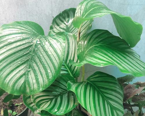 如何应对以仙客来肥多了的问题（探索健康饮食与生活方式的秘诀）