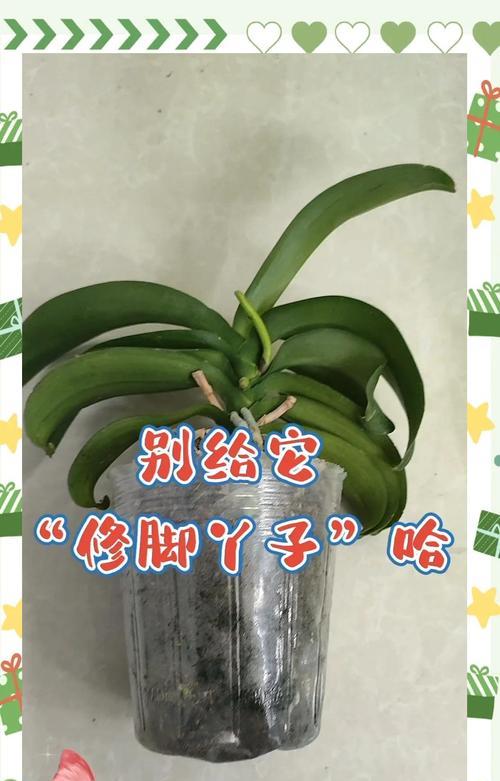 蝴蝶兰根在外面的适应与管理
