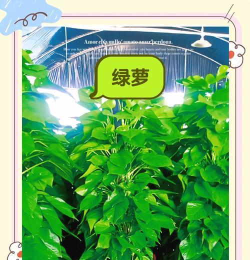 绿萝之家（从生长环境到养护技巧，你需要知道的一切）
