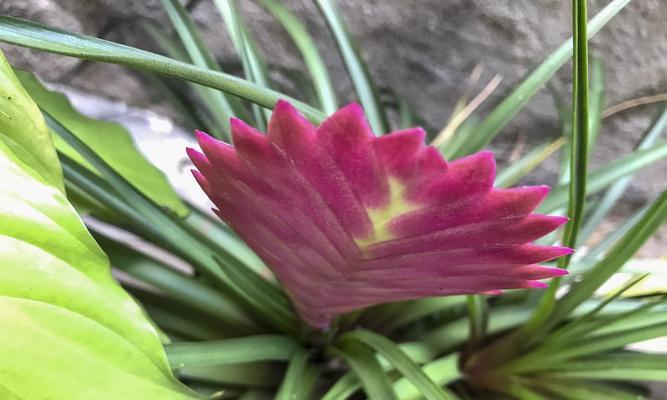 以令箭荷花四季怎么浇水？（科学浇水方法让令箭荷花四季鲜艳绽放）