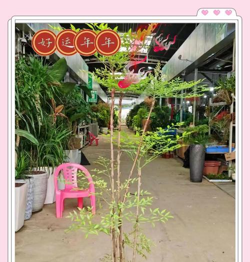 南天竹的种植与养护（探索南天竹的种植技巧，打造绿色家园）