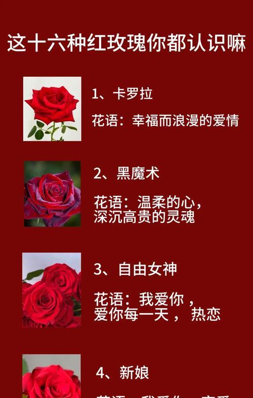 如何种植美丽的玫瑰（时间、方法、技巧一网打尽）