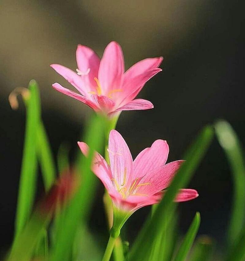韭菜莲冬天开花的神秘之处（解密韭菜莲冬季开花的原因及栽培技巧）