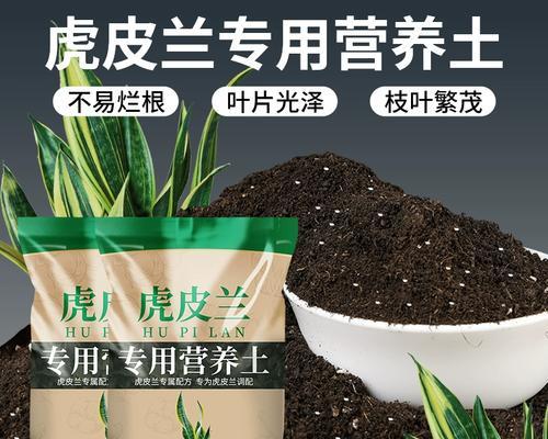 虎皮兰肥料使用指南（打造健康繁盛的虎皮兰家族）