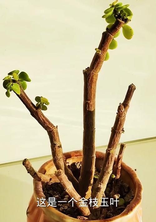 发财树的树干变粗的方法（轻松让你的发财树树干变粗的小技巧）