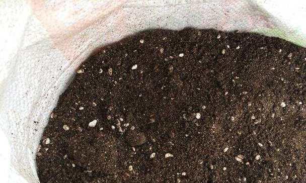打造适合长寿花生长的营养土（提升长寿花养护效果的关键秘诀与技巧）