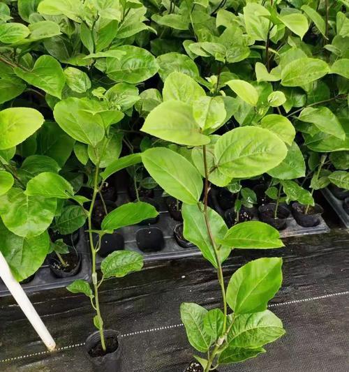 百香果幼苗盆栽种植方法（从种子到果实，打造自家百香果园）