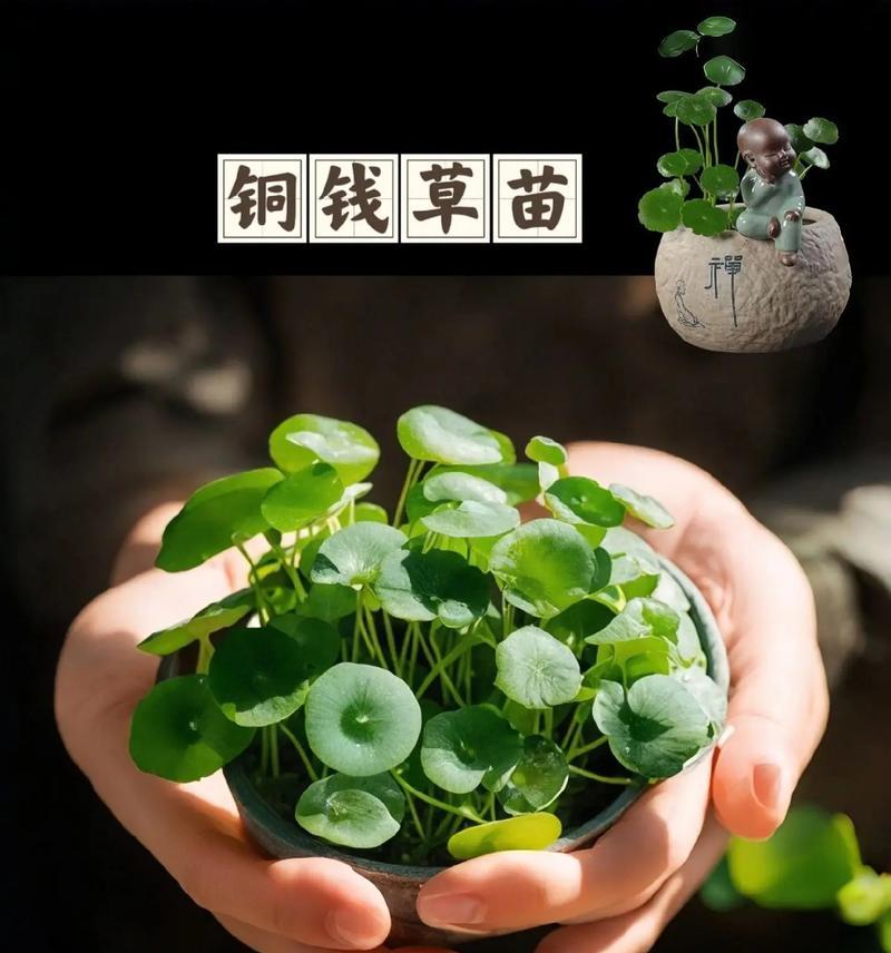 新手养铜钱草的必备指南（打造绿意盎然的室内花园，从铜钱草开始）
