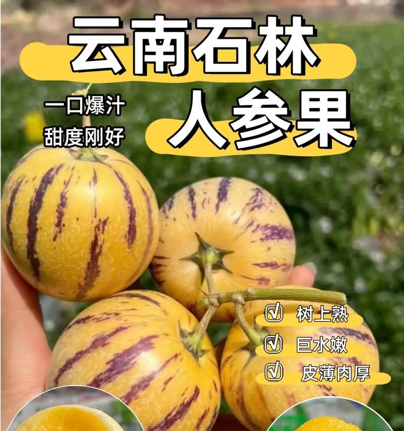 人参果是一年生还是多年生植物？（探究人参果的生长习性与特征，揭开其生命周期之谜。）