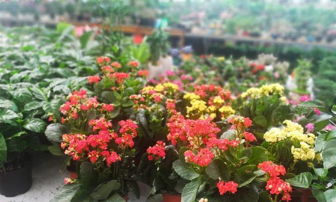 冬季花卉养殖的技巧与方法（让你的花卉在寒冷的冬天中依然绽放光彩）