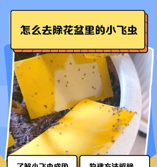 彻底消灭花盆潮虫的有效方法（打造健康植物环境，摆脱花盆潮虫困扰）