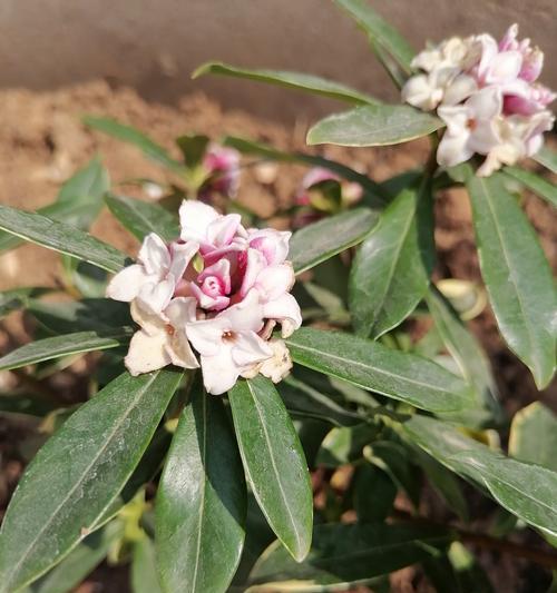 金边瑞金香的美丽与魅力（探索金边瑞金香的花朵之美）