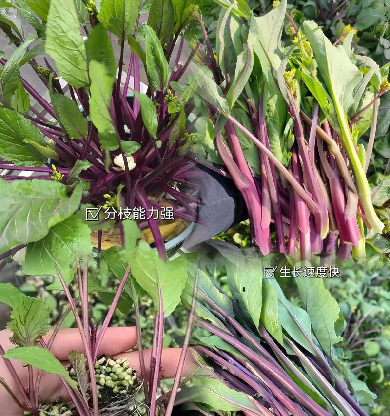 红菜苔种子的种植与养护（轻松掌握种植技巧，健康享用红菜苔）