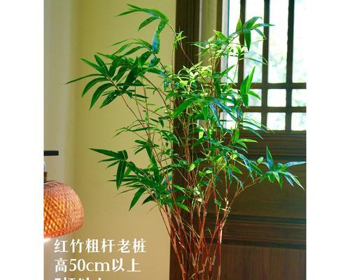 以水养竹子的冬季养护方法（让竹子度过寒冷冬季的关键是适当的水分管理）