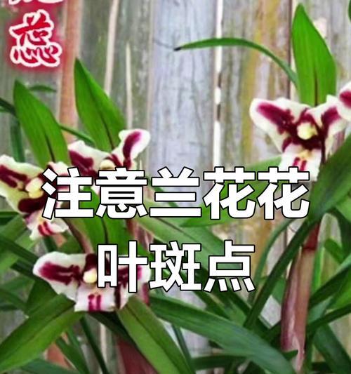 如何有效处理兰花的花叶子病（兰花病害防治指南，让你的兰花焕发生机）