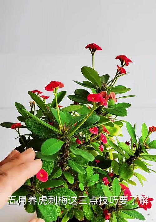 夏天如何养护虎刺梅（打造盛夏花园的瑰宝，）