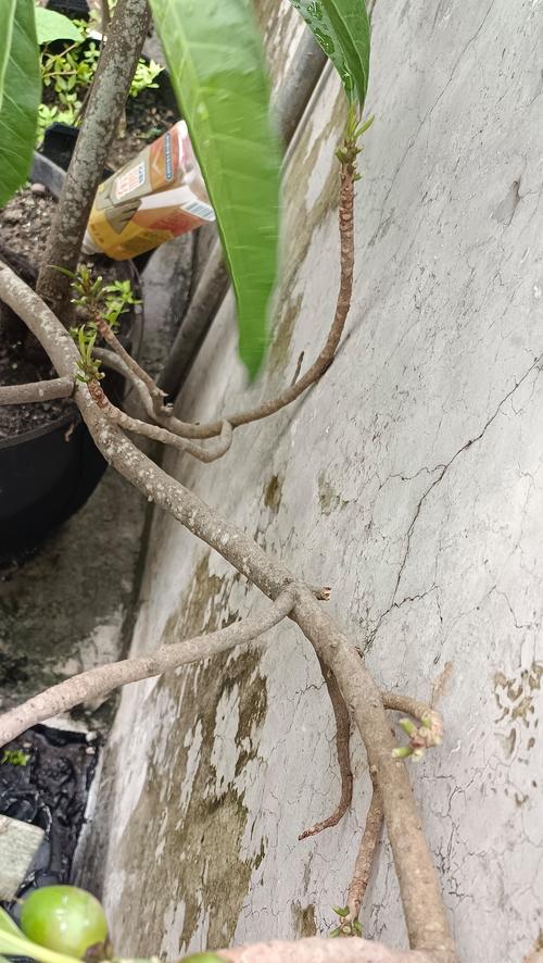 树叶老黄的救助与保护（呼吁关注，共同行动，拯救树叶老黄）