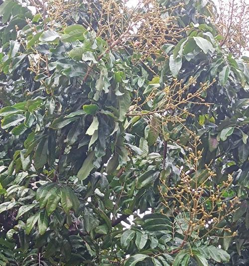 龙眼树的种植与管理（品种选择、栽培技巧和病虫害防治）
