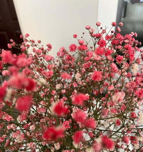 干花满天星（探寻干花满天星变铁锈的奇妙之旅）