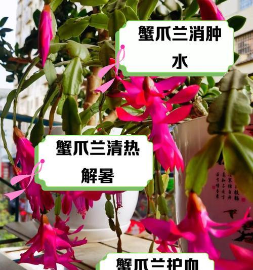 蟹爪莲种植指南（打造美丽庭院的关键）