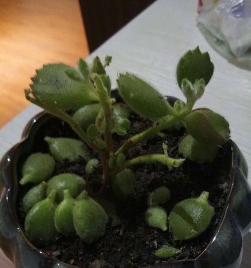 如何让熊童子发枝（解决熊童子不发枝问题的有效方法）