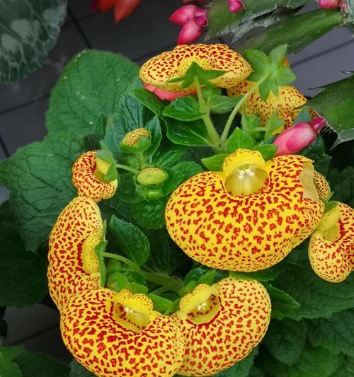 家中花卉养护指南（15种适合家居养殖的花卉及养护技巧）
