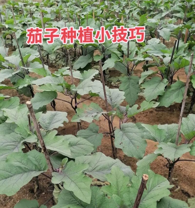 秋茄子的种植方法与注意事项（从选种到收获，全面指导秋茄子的种植技巧）