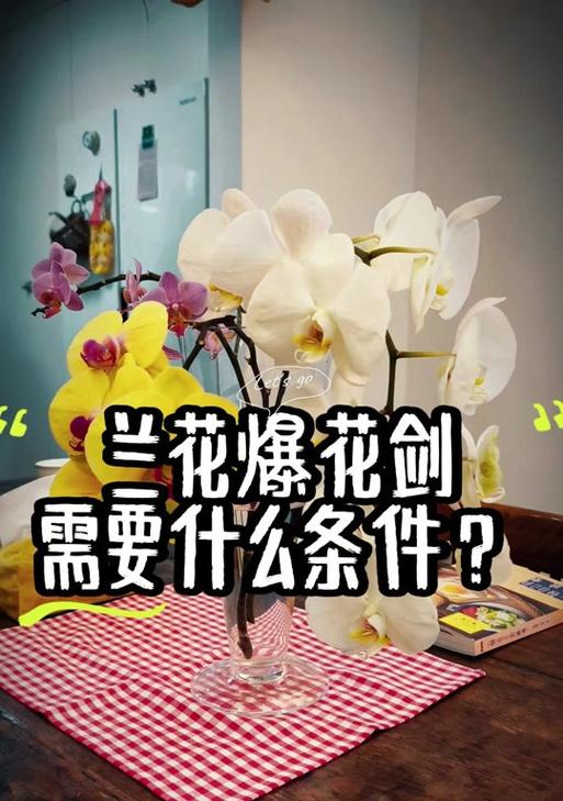 如何使蝴蝶兰的花茎变得笔直（掌握关键技巧，让蝴蝶兰盛开更美）