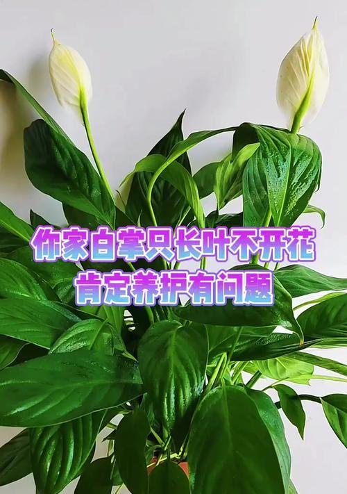白掌叶子耷拉的原因及处理方法（白掌叶子耷拉的症状和预防措施）