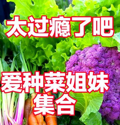 甜菜种植的最佳时间（掌握最佳时机，让甜菜收获更丰富）
