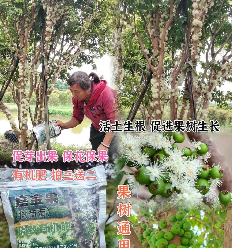 嘉宝果的肥料选择（探究嘉宝果的肥料需求）