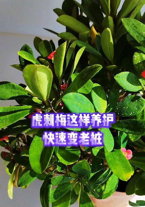 以骨刺梅为主题的叶卷现象研究（解析骨刺梅叶子卷曲的成因及生态意义）