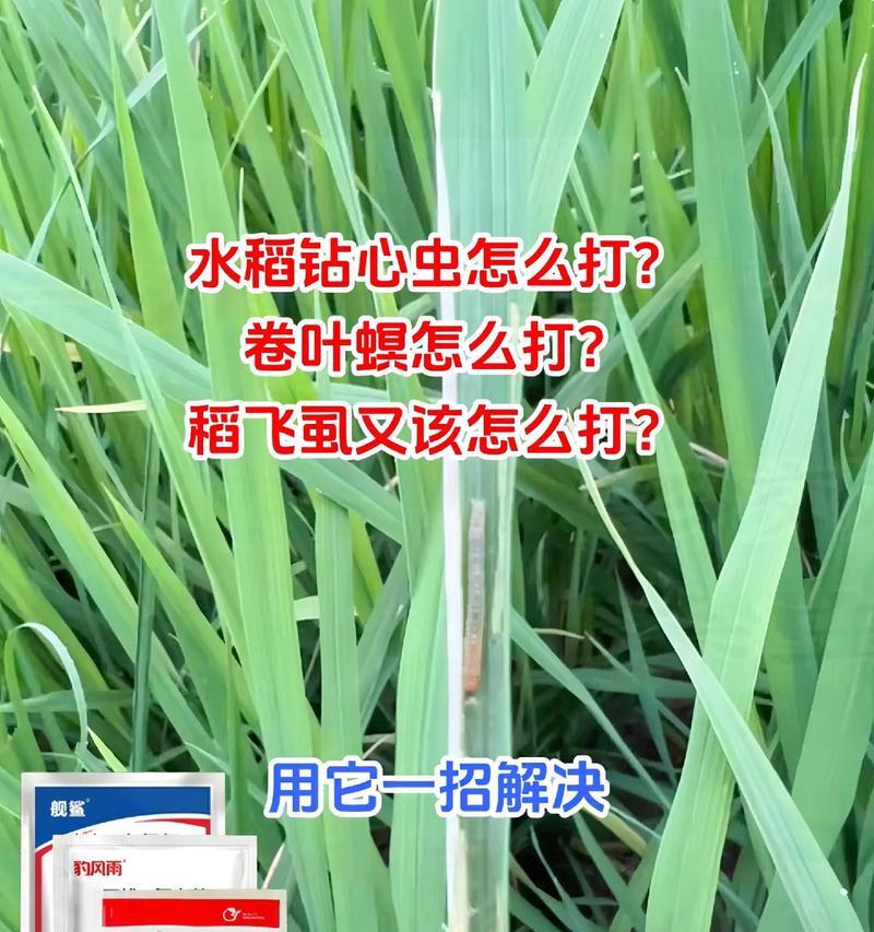 如何养殖钻心虫？（掌握关键技巧，打造成功的钻心虫养殖场）