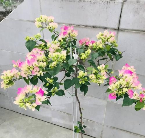 三角梅开花后掉落如何处理（保护三角梅花朵，让其绽放更久）