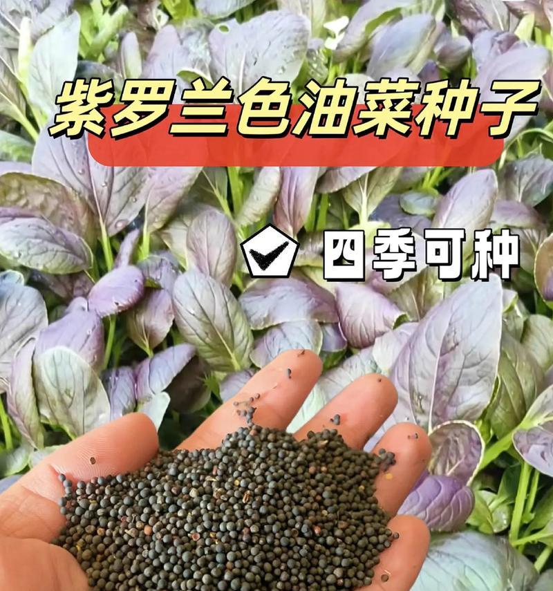 紫罗兰种子繁殖指南（了解紫罗兰种子的繁殖方法及关键步骤）