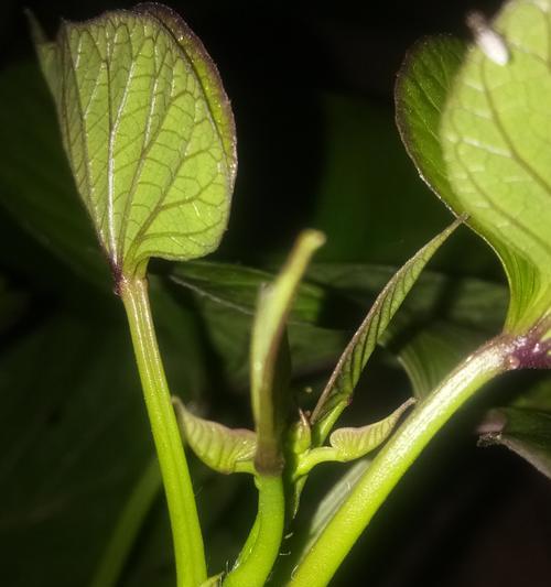 甘薯到底是块根还是块茎？（从植物学的角度解析甘薯的分类，揭秘甘薯的生长特点和营养成分）