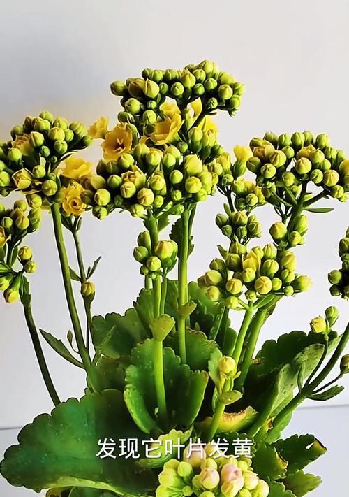 长寿花叶子发粘的治疗方法（解决长寿花叶子发粘问题的有效措施及注意事项）