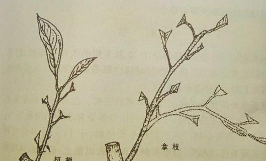 马家柚修剪指南（如何正确修剪马家柚树？马家柚的修剪方法及注意事项）