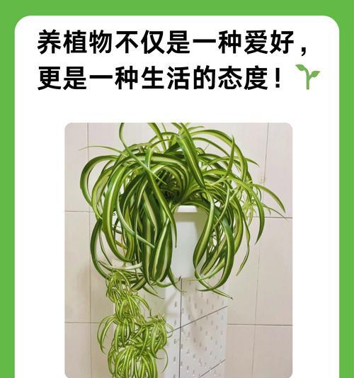 多肉叶片掉光的原因及解决方法（多肉植物叶片掉落现象的成因分析与护理建议）