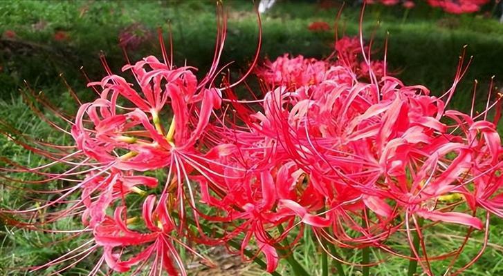 彼岸花的繁衍之道（探索彼岸花的独特繁殖方式及其生态意义）
