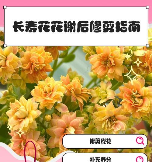 长寿花的种植与养护指南（探索长寿花的管理秘籍，打造美丽庭院）