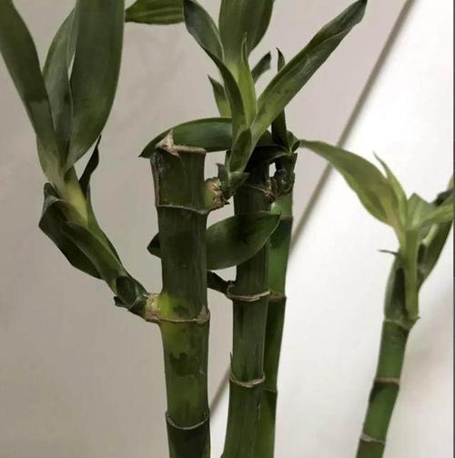 转运竹茎秆发黄的原因及处理方法（揭秘竹茎发黄的真相，助你恢复植物健康）