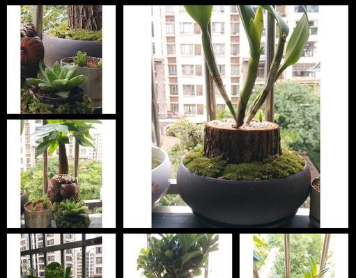 冬天阳台养花的通风技巧（让花儿呼吸新鲜空气，健康茁壮成长）